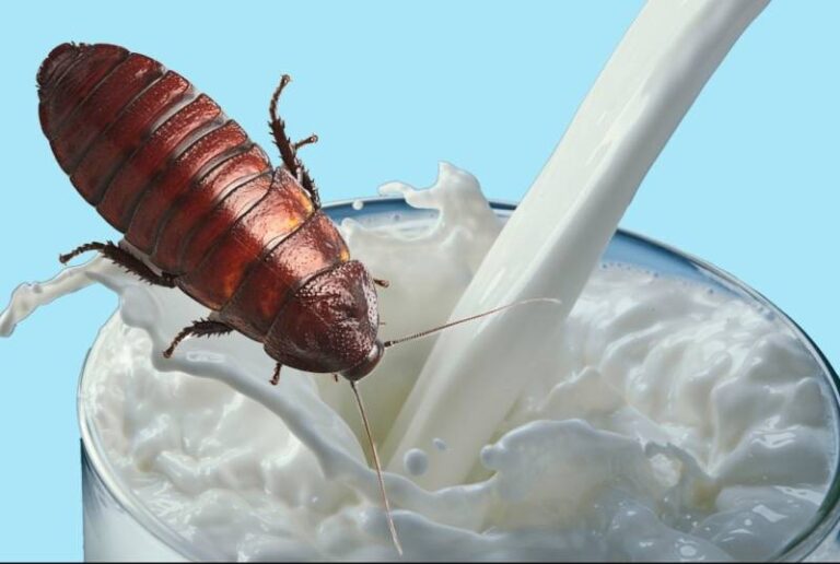 Insect Produces Milk More Nutritious Than Cow Milk!