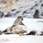 Four Snow Leopards Spotted in Gilgit Baltistan!